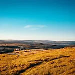 Hare At Hill Greenhow Hill