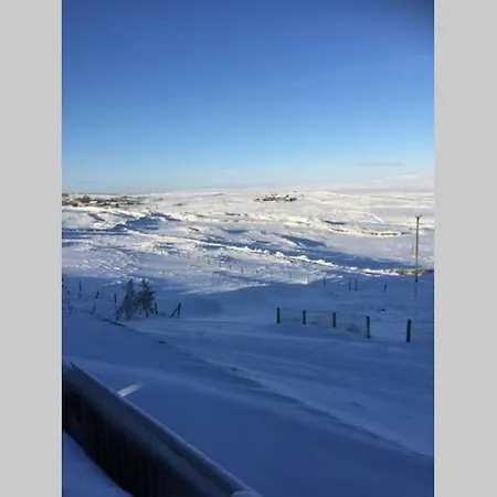 Hare At Hill Greenhow Hill